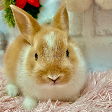 animal_image