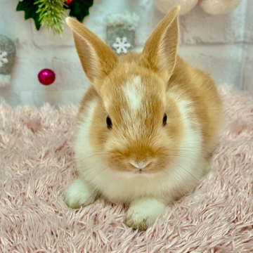 animal_image