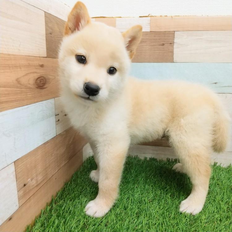 animal_image