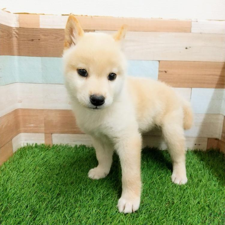 animal_image