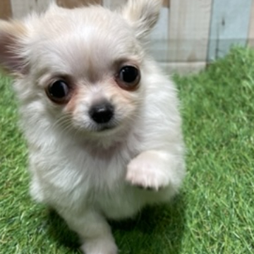 animal_image