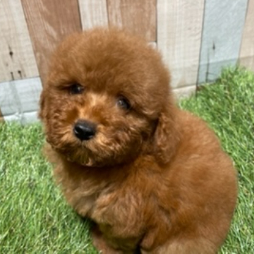 animal_image