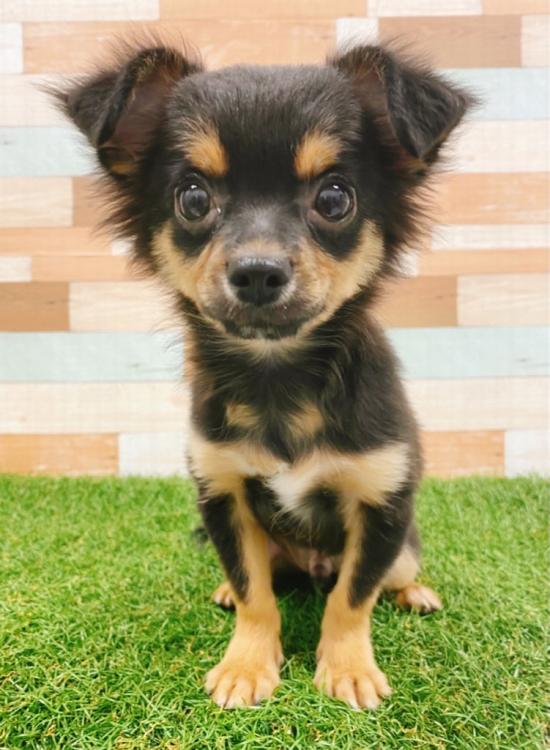 animal_image