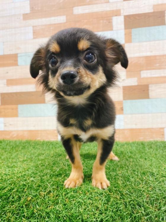 animal_image