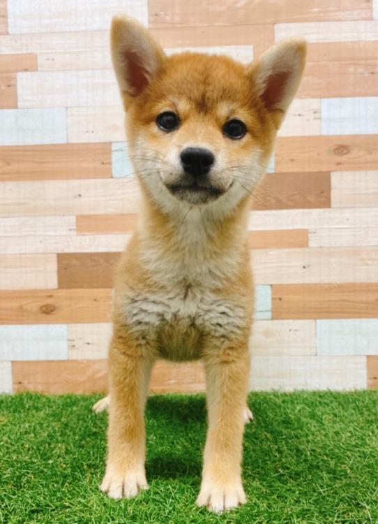 animal_image