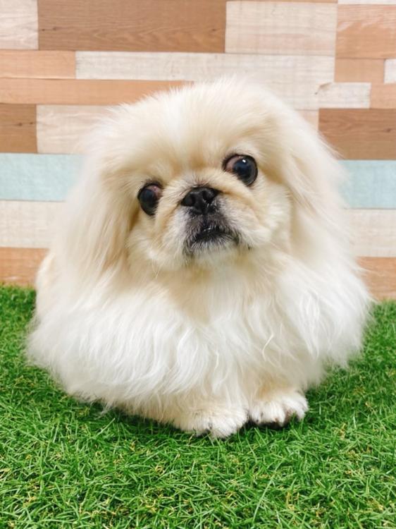 animal_image