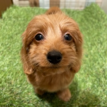 animal_image