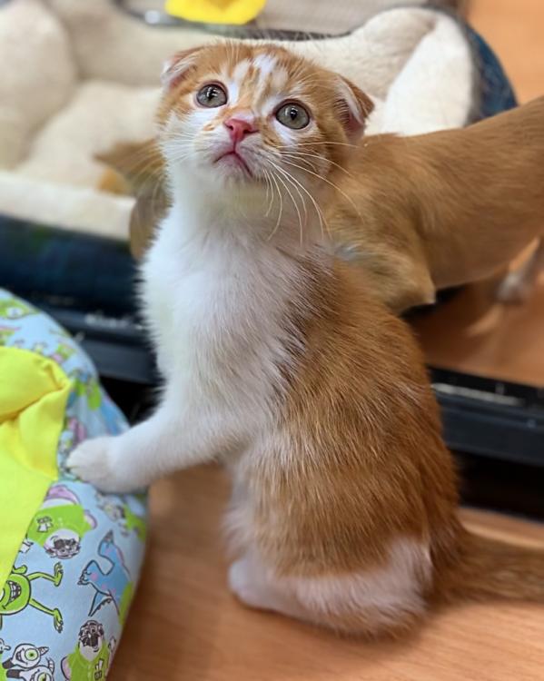 animal_image