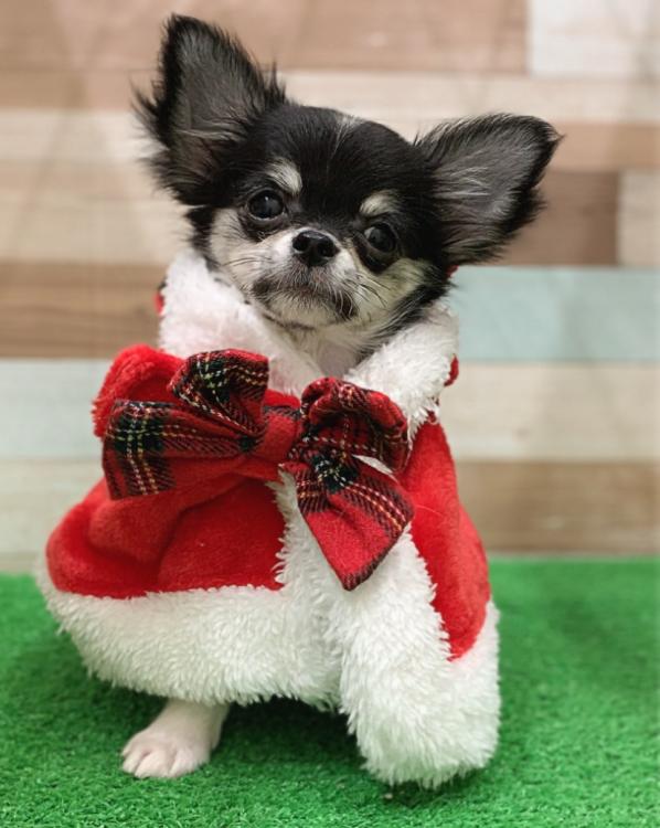 animal_image