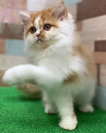 animal_image