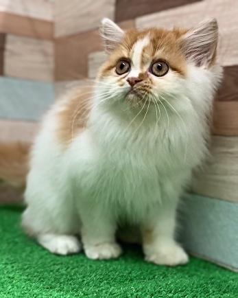animal_image