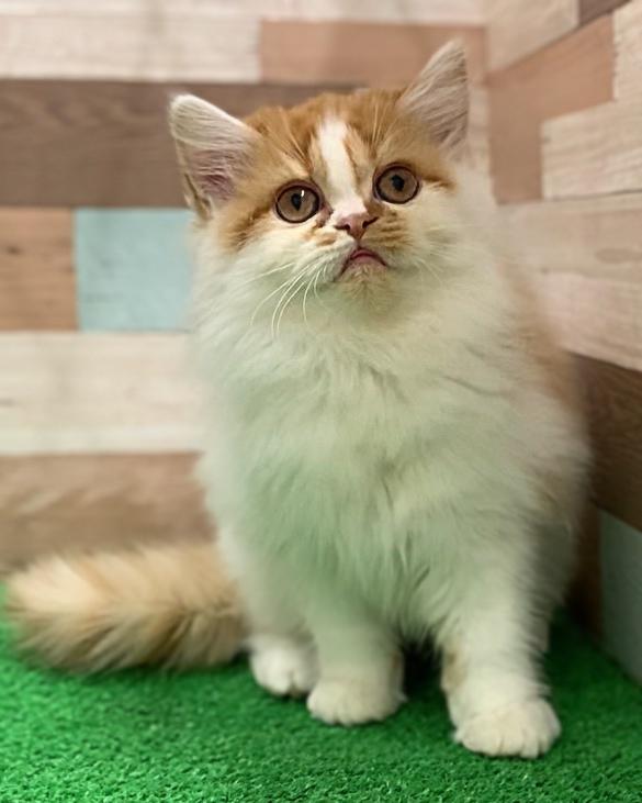 animal_image