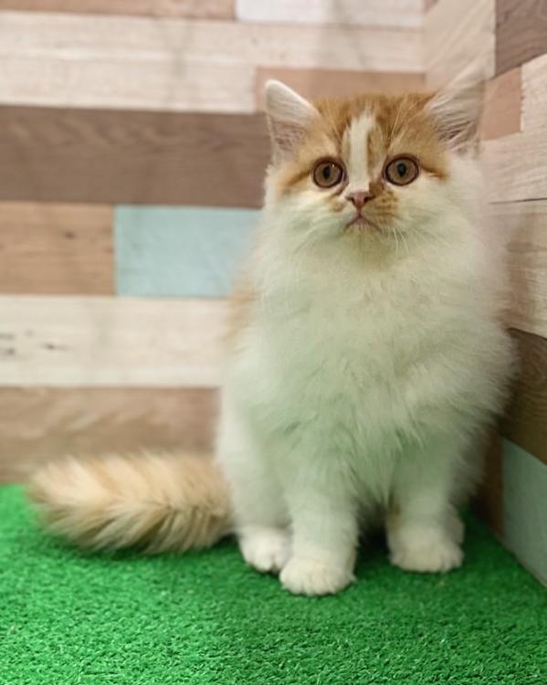 animal_image