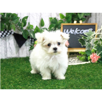 animal_image