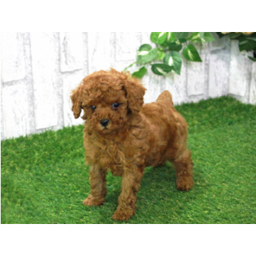 animal_image