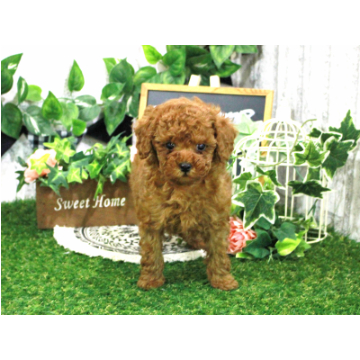 animal_image