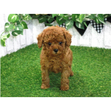 animal_image