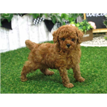 animal_image