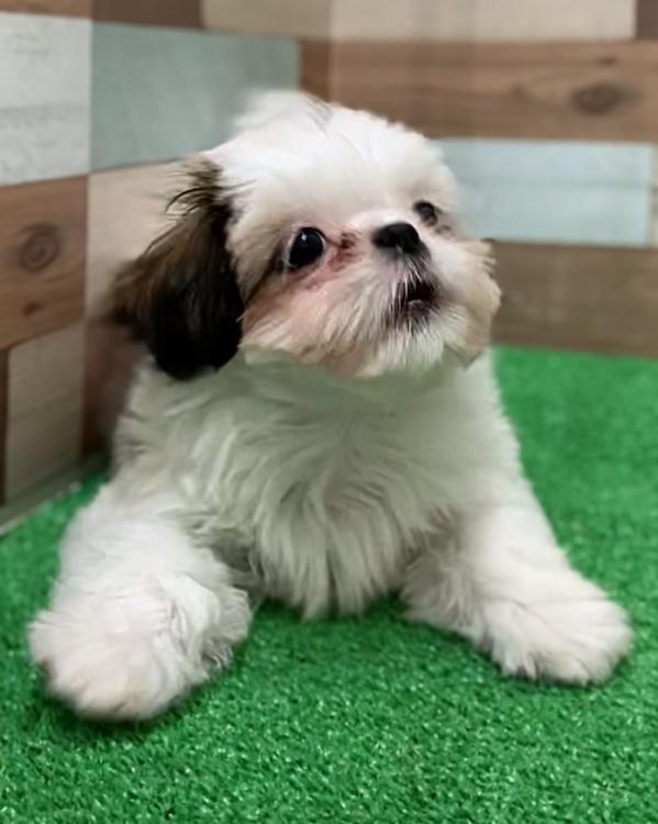 animal_image