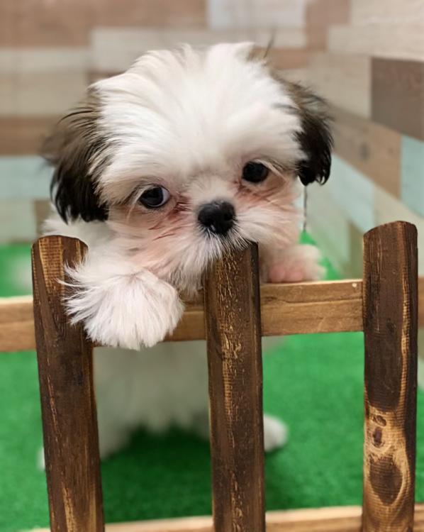 animal_image