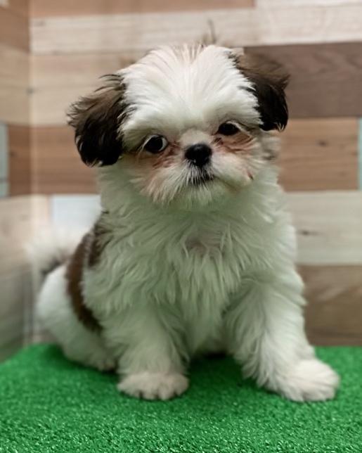 animal_image