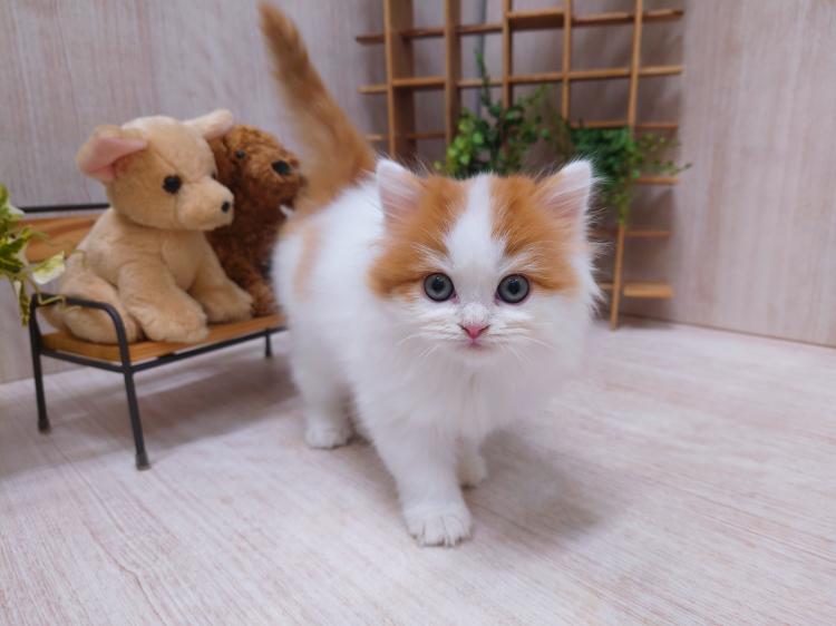 animal_image