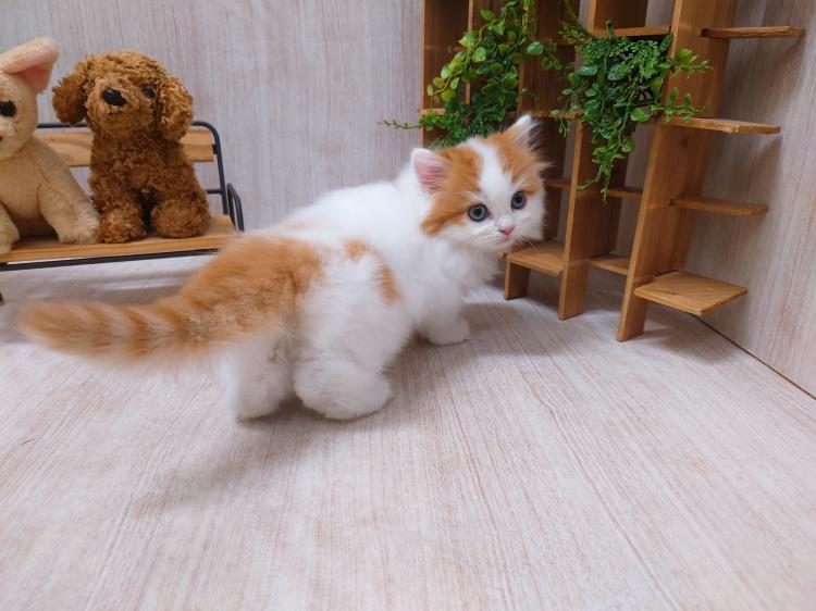 animal_image