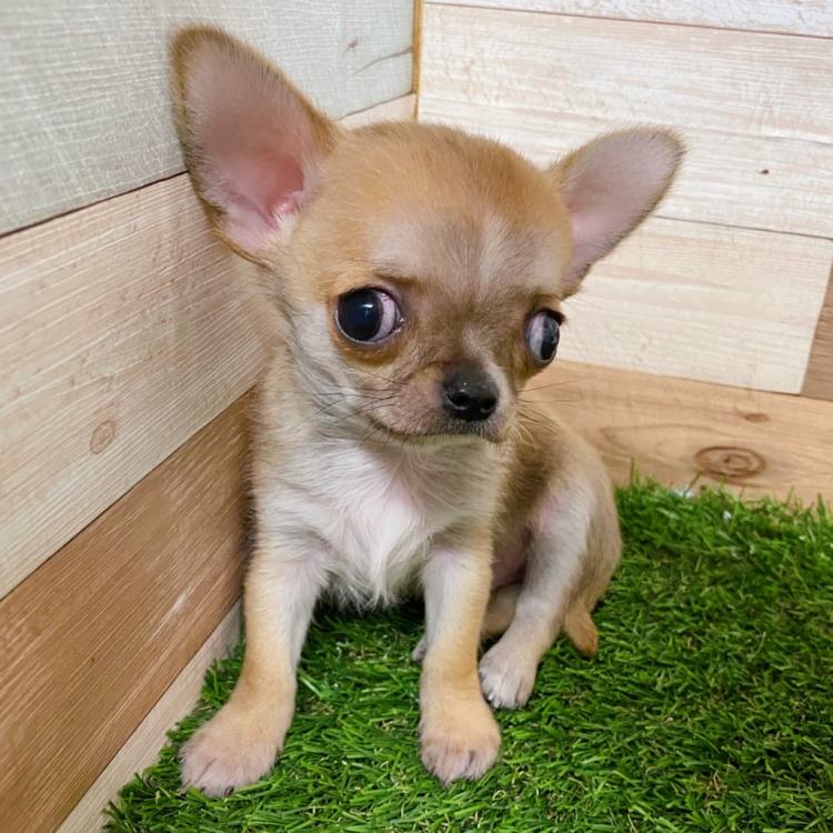 animal_image