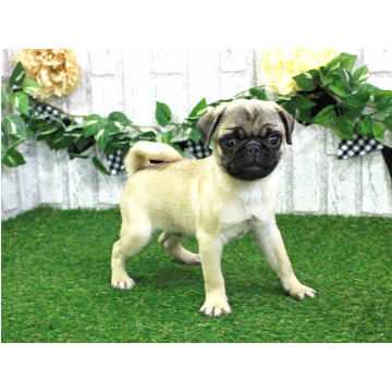 animal_image