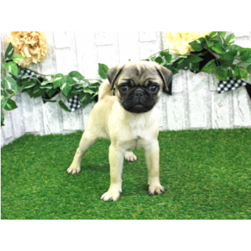 animal_image