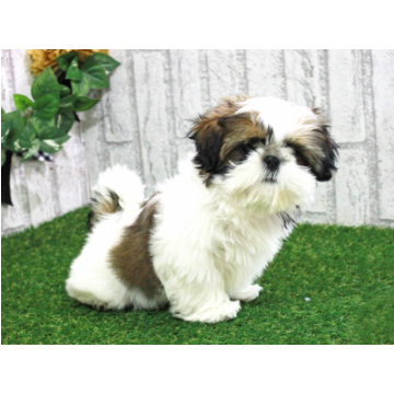 animal_image
