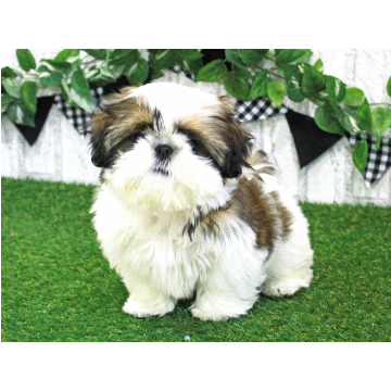 animal_image