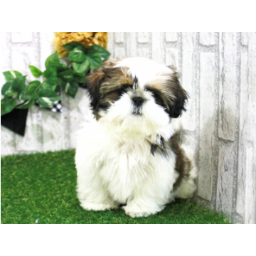 animal_image
