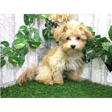 animal_image