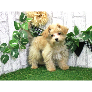 animal_image
