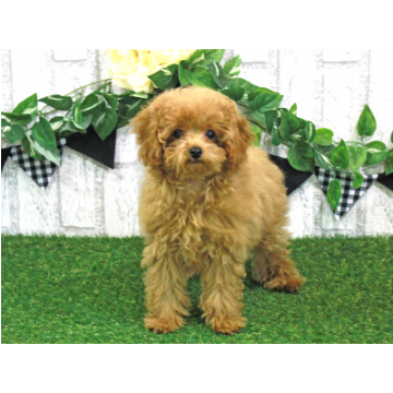 animal_image