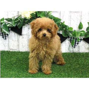 animal_image