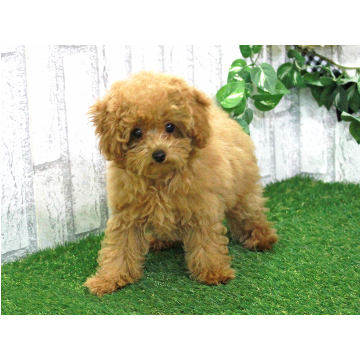 animal_image