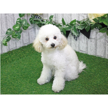 animal_image