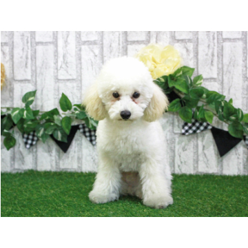 animal_image