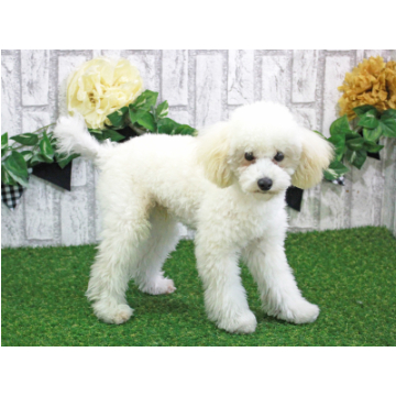 animal_image