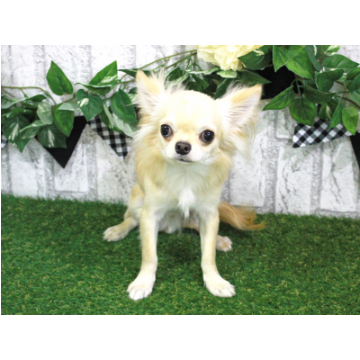 animal_image