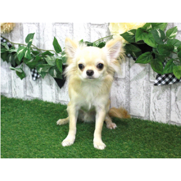 animal_image