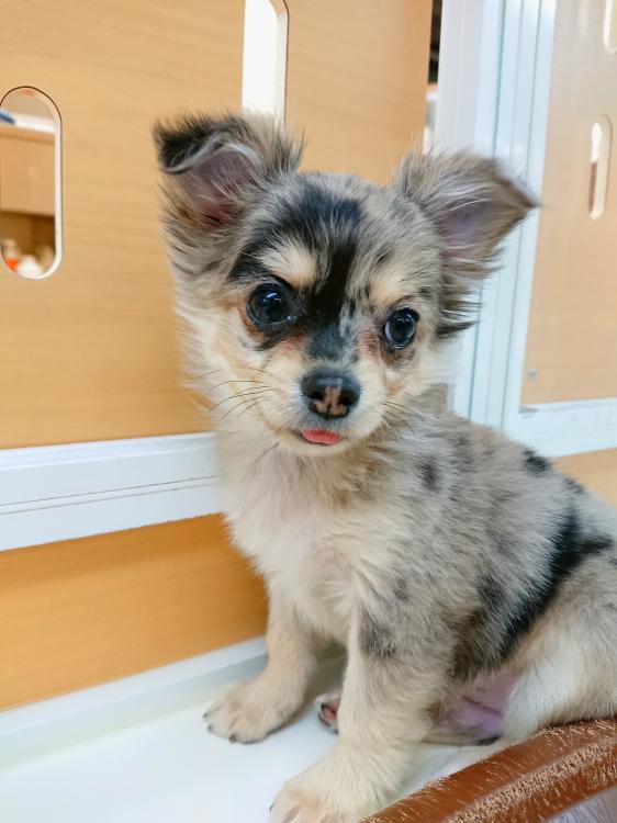animal_image