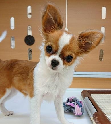 animal_image