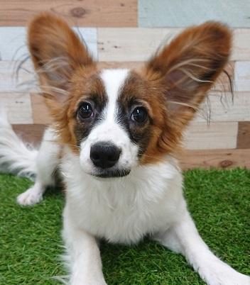 animal_image
