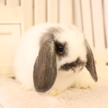 animal_image