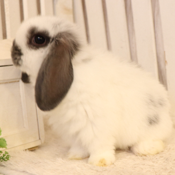 animal_image