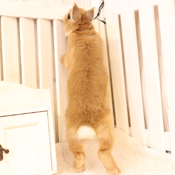 animal_image