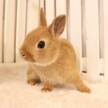 animal_image